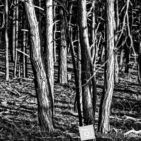 baltic forest 1212